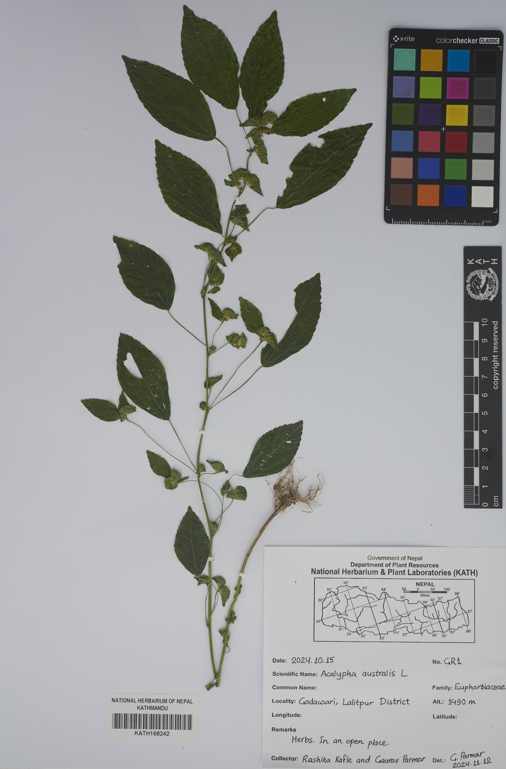 एकालाइफा अष्ट्रालिस (युफोर्बिएसी) — नेपालको वनस्पतिमा नयाँ अभिलेख