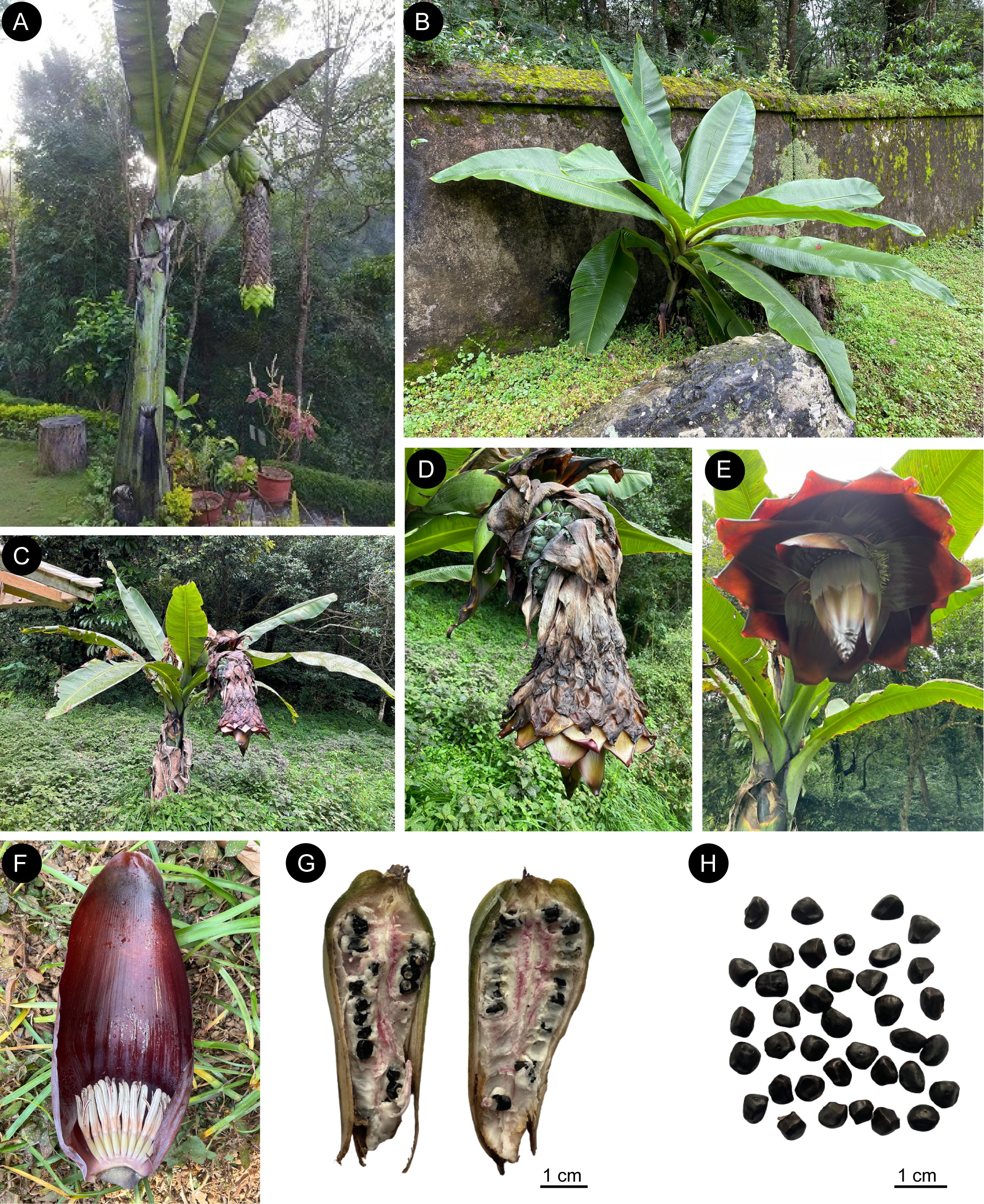 एन्सेट नेपालेन्स: नयाँ संयोजन, लेक्टोटाइपिफिकेशन तथा नेपालमा मात्र पाइने विशिष्ट प्रजातिको मान्यता