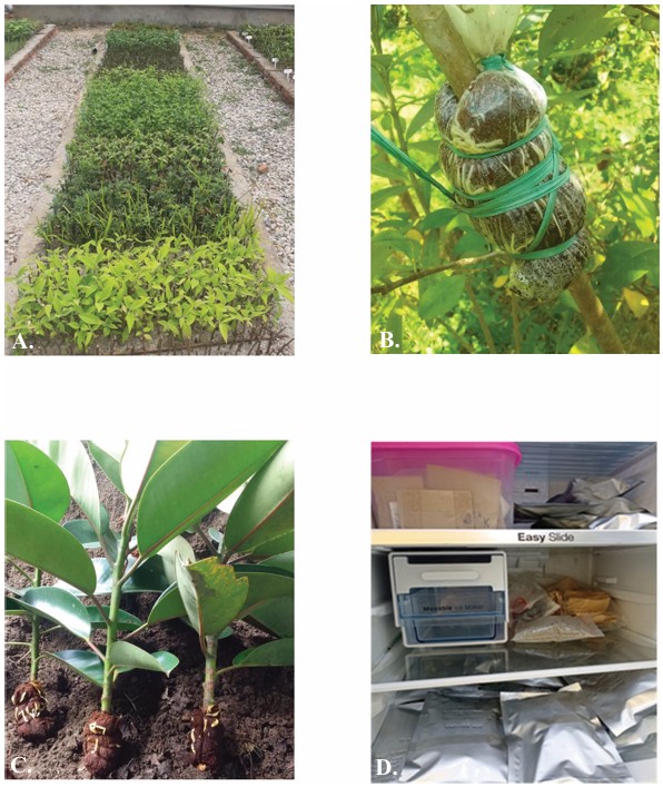 राष्ट्रिय वनस्पति उद्यान, गोदावरी, ललितपुर, नेपालमा पर-स्थानिय संरक्षण अभ्यास