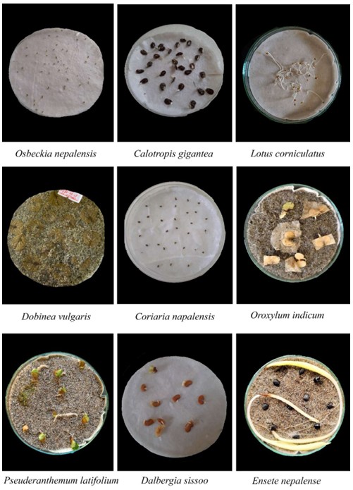 नेपालका केही उष्णकटिबन्धीय तथा समशीतोष्ण वनस्पति प्रजातिहरूको बीउ अंकुरणमा प्रकाशको प्रभाव