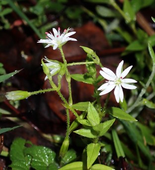 स्टेलारिया राजभण्डारी (क्यारियोफिलेसी), नेपालबाट नयाँ प्रजाति तथा स्टेलारिया नियोटोमेन्टोसाको रिसरेक्सन
