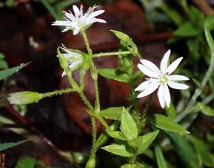 स्टेलारिया राजभण्डारी (क्यारियोफिलेसी), नेपालबाट नयाँ प्रजाति तथा स्टेलारिया नियोटोमेन्टोसाको रिसरेक्सन - img