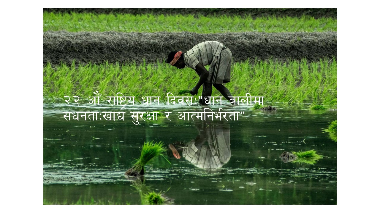 २२औ राष्ट्रिय धान दिवस तथा रोपाँई महोत्सव,२०८२ को अवसरमा कृषि विभाग बाट जारी गरिएको प्रेस विज्ञप्ती,